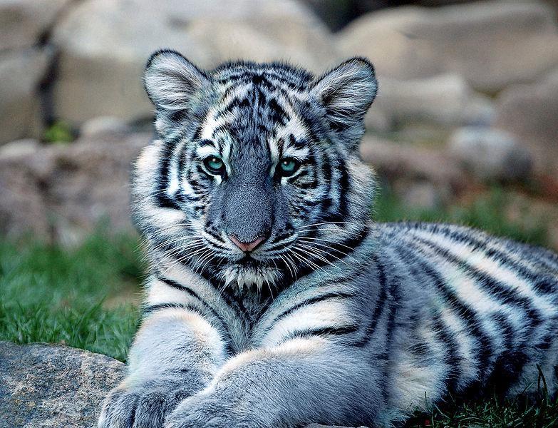 The Many Colors of Bengal Tigers