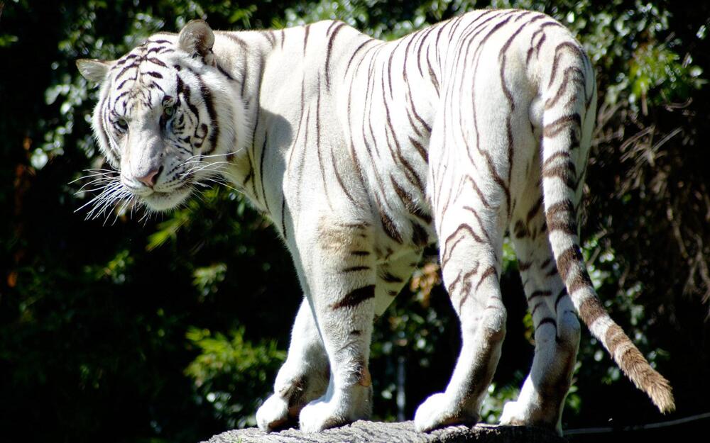 The Many Colors of Bengal Tigers