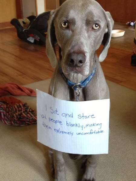 A Dogs Confession