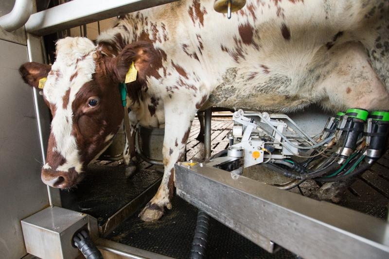Cows and Milking Robots