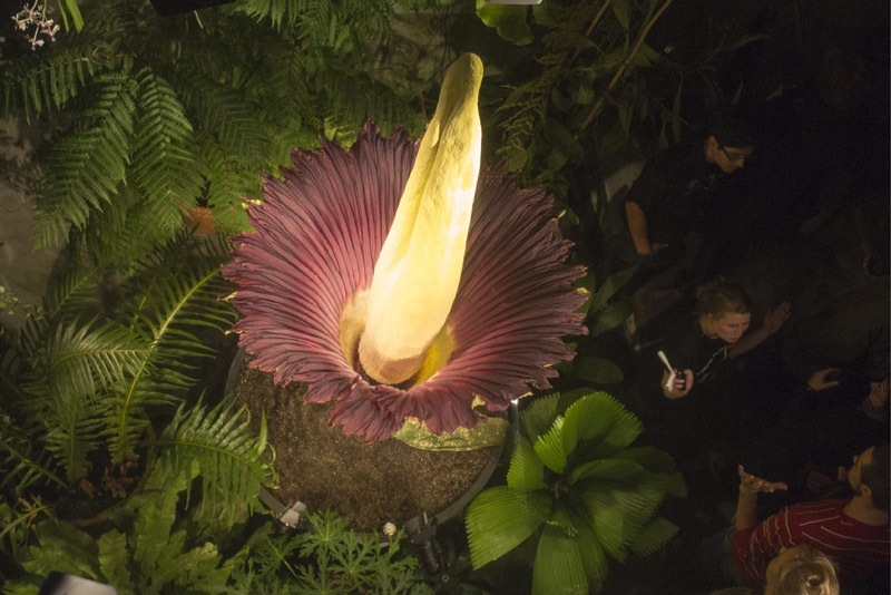 The World's Largest Flower