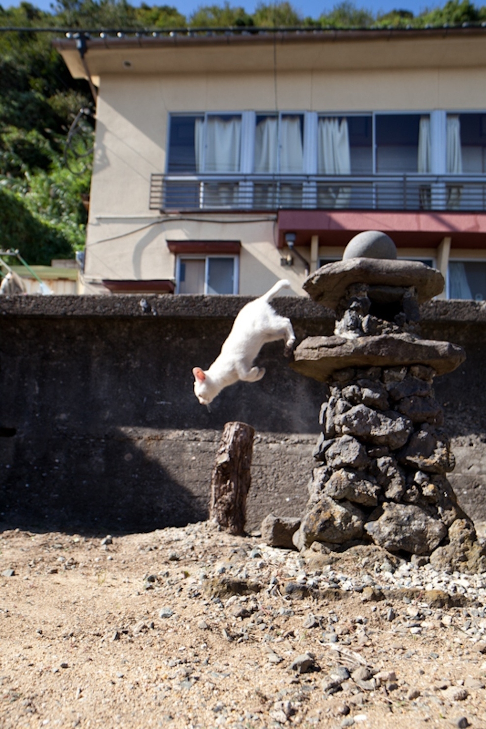 Cat Lady Heaven On An Island In Japan