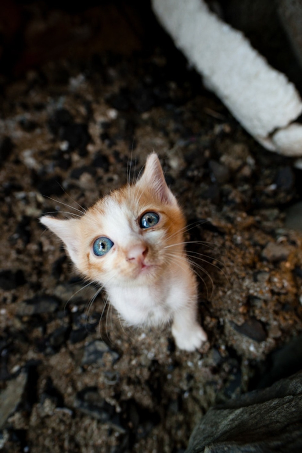 Cat Lady Heaven On An Island In Japan