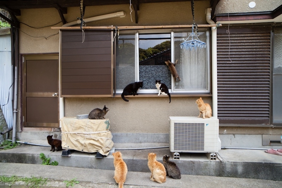 Cat Lady Heaven On An Island In Japan