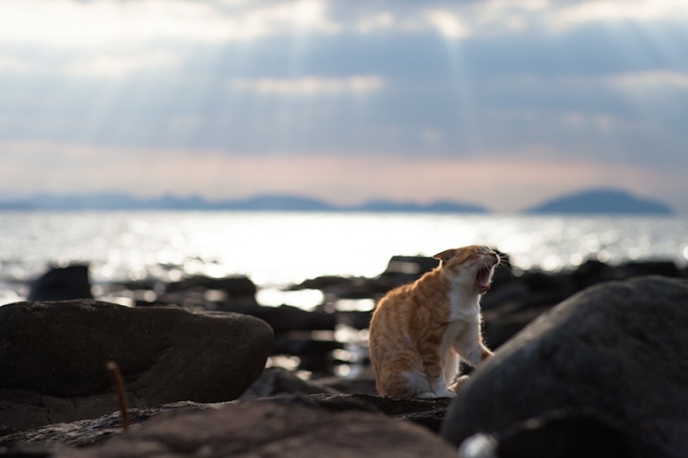 Cat Lady Heaven On An Island In Japan