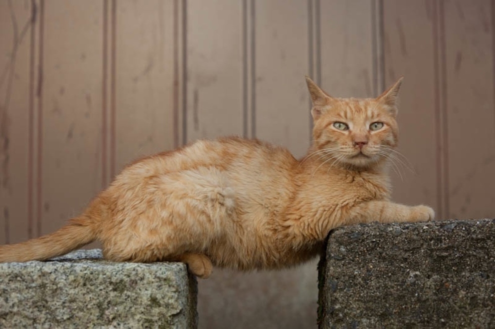 Cat Lady Heaven On An Island In Japan