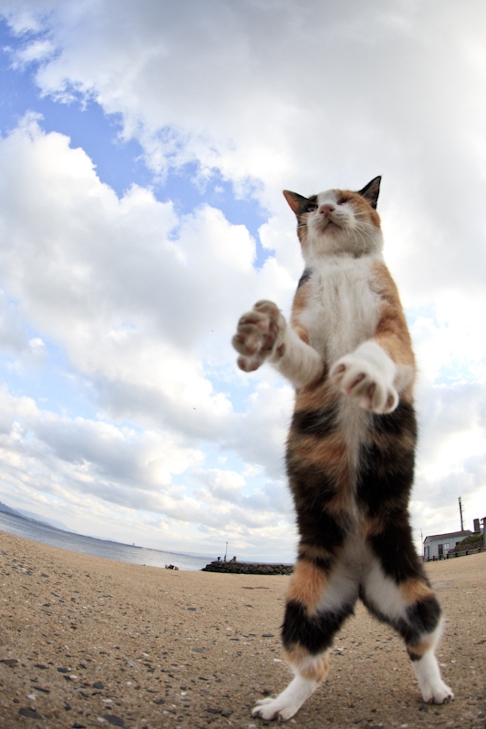 Cat Lady Heaven On An Island In Japan