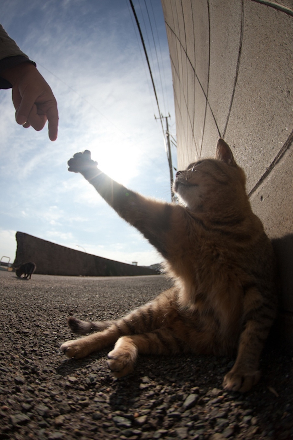 Cat Lady Heaven On An Island In Japan