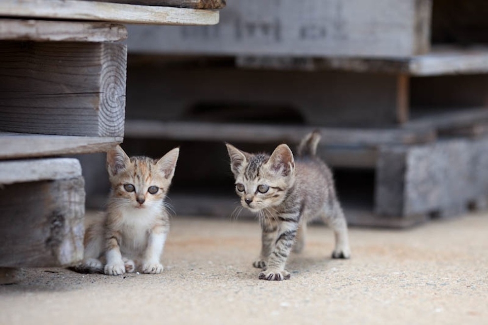 Cat Lady Heaven On An Island In Japan