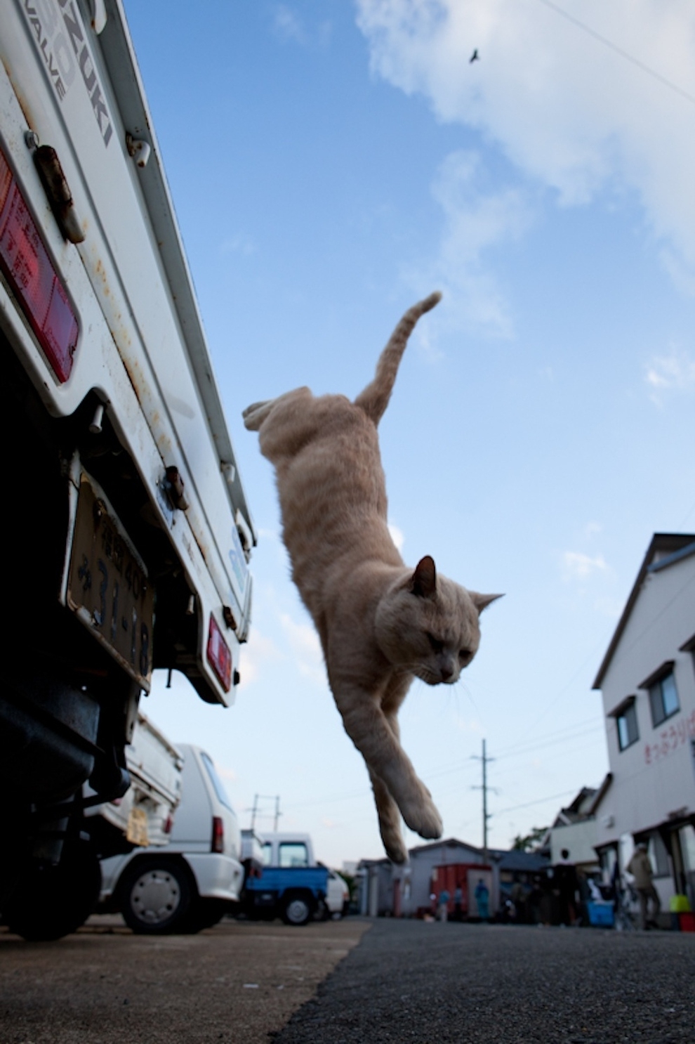 Cat Lady Heaven On An Island In Japan
