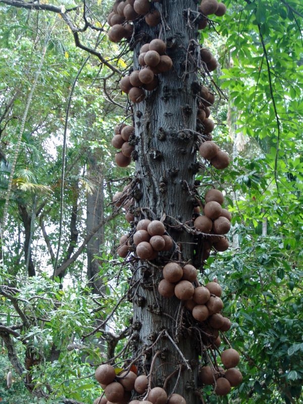 Unique and Very Dangerous Tree