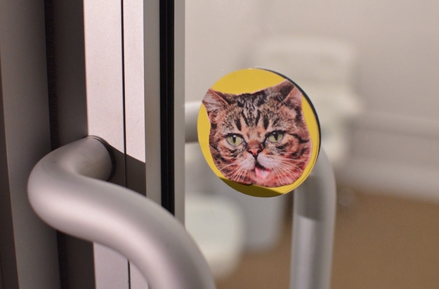 Lil Bub, the Office Cat