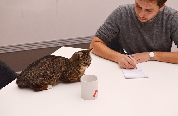Lil Bub, the Office Cat