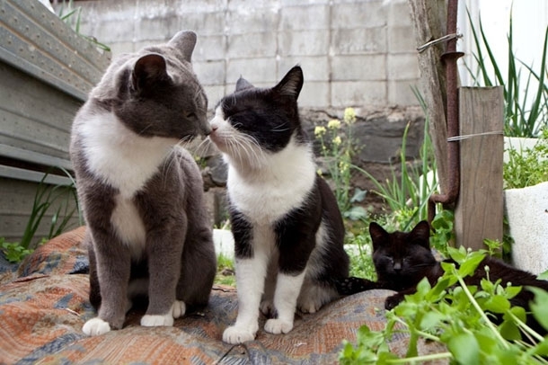 Cat Island in Japan