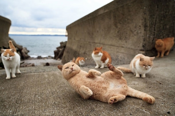 Cat Island in Japan