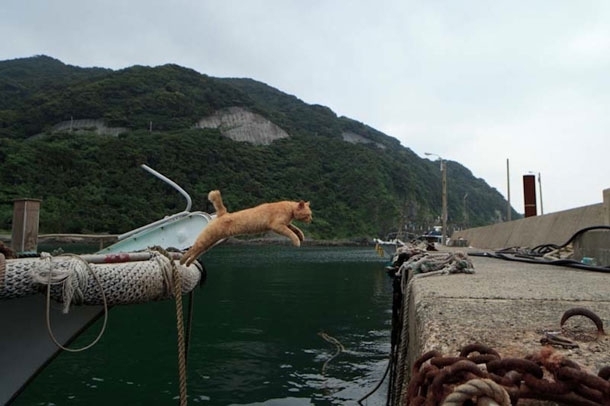 Cat Island in Japan