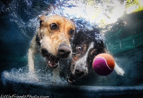 Hilarious Photographs Of Dogs Underwater By Seth Casteel 