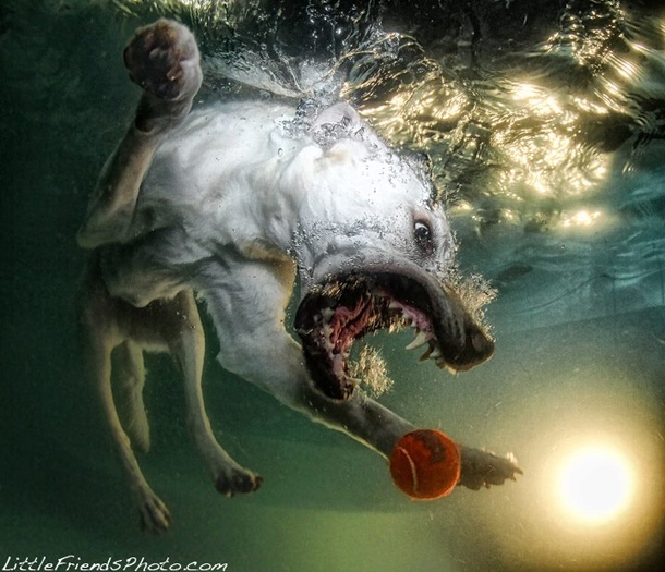 Hilarious Photographs Of Dogs Underwater By Seth Casteel 