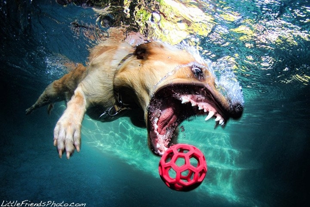 Hilarious Photographs Of Dogs Underwater By Seth Casteel 