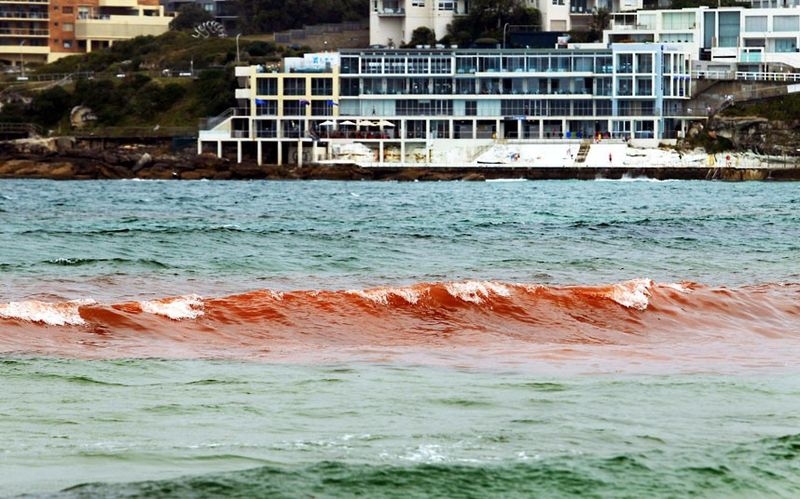Blood Ocean in Australia