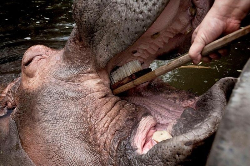 A Toothbrush for a Hippo 
