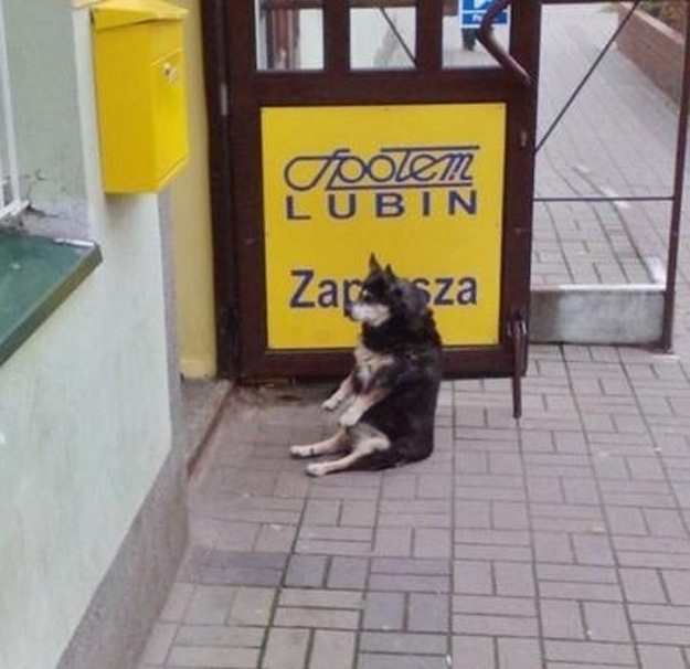 Pets Lost in Translation