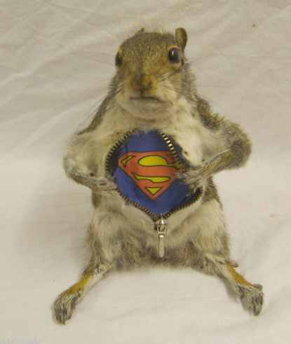 The Wonderful World of Taxidermy 