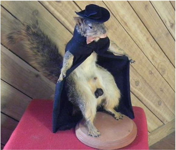 The Wonderful World of Taxidermy 