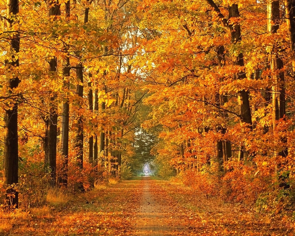 Beautiful Nature of the Fall Season