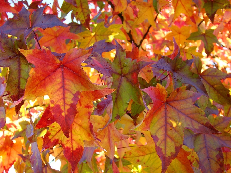Beautiful Nature of the Fall Season