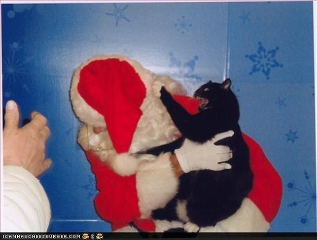 Cats Who Hate Christmas