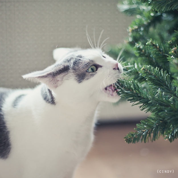 Cats Who Hate Christmas