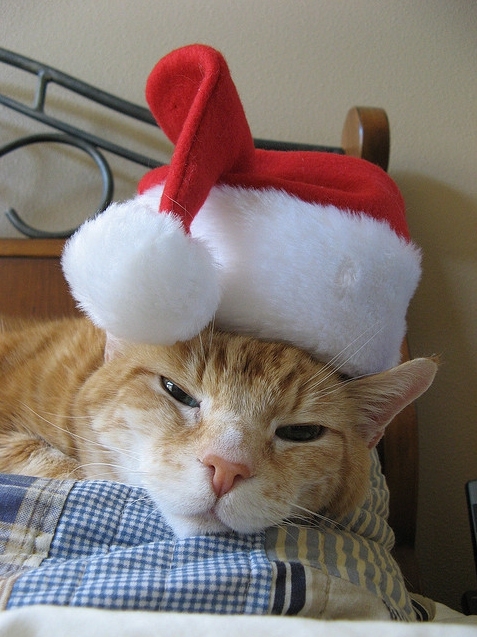 Cats Who Hate Christmas