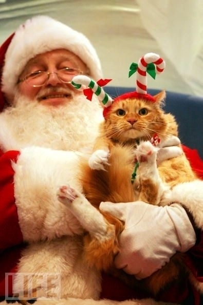 Cats Who Hate Christmas