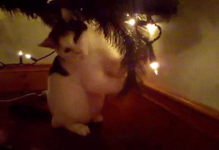 Cats Who Hate Christmas