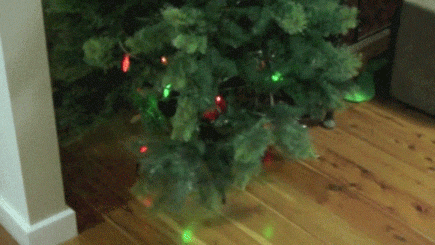 Cats Who Hate Christmas