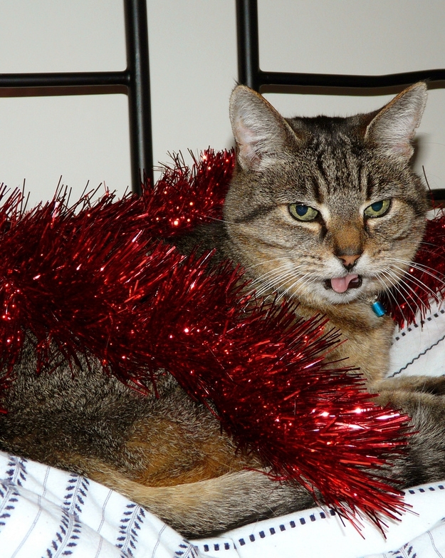Cats Who Hate Christmas