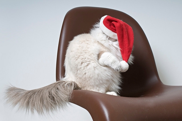 Cats Who Hate Christmas