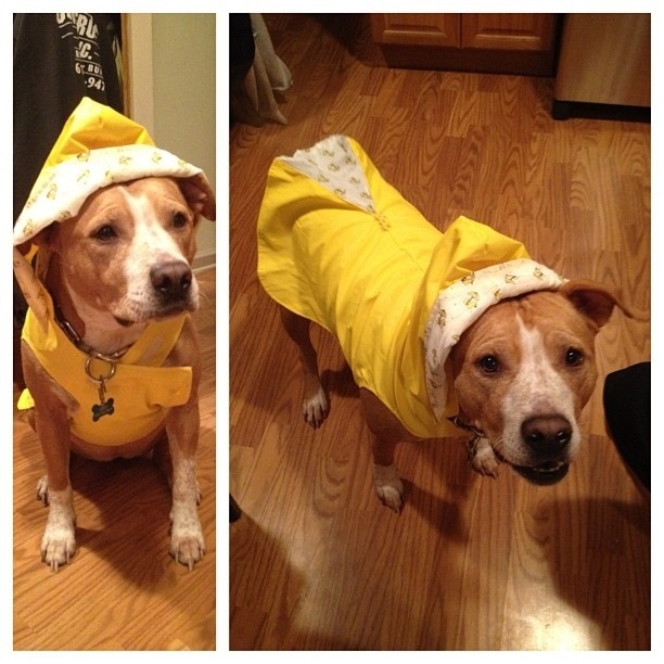 These Dogs Are Ready For Rain