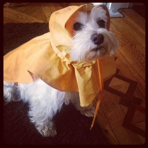 These Dogs Are Ready For Rain