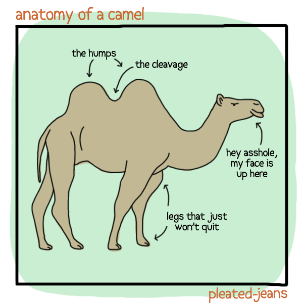 Anatomy of Desert Life 