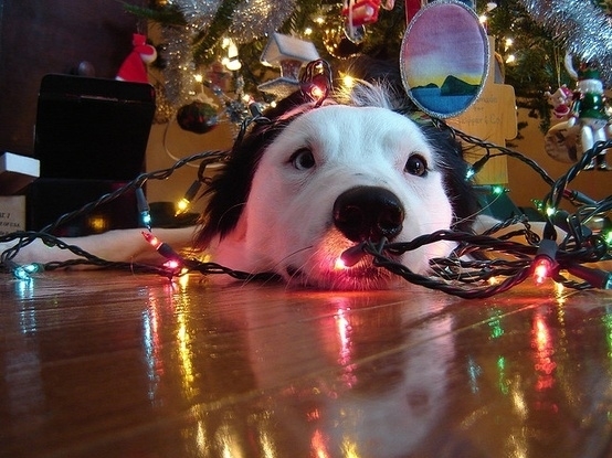 Dogs Who Love Christmas