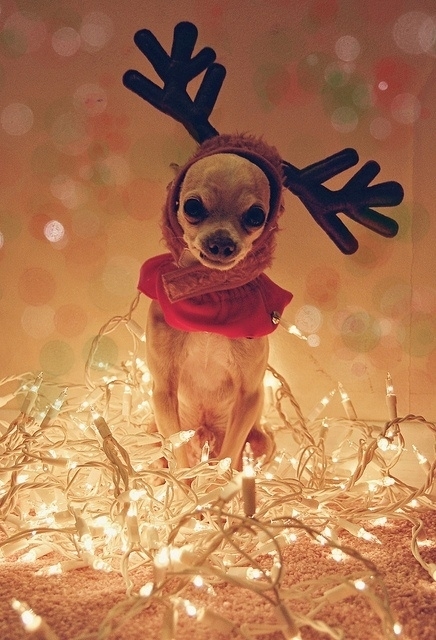 Dogs Who Love Christmas