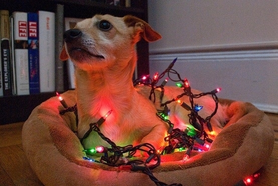 Dogs Who Love Christmas