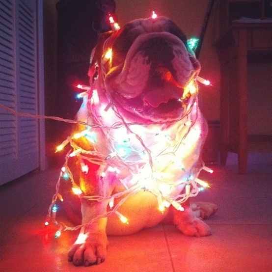 Dogs Who Love Christmas