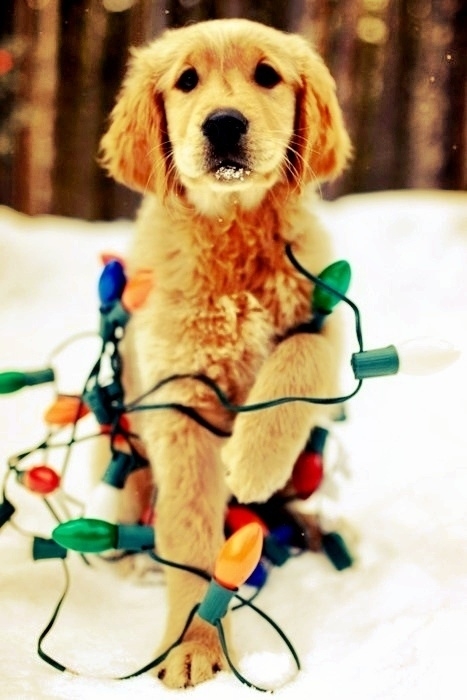 Dogs Who Love Christmas