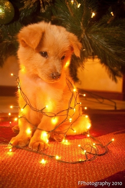 Dogs Who Love Christmas