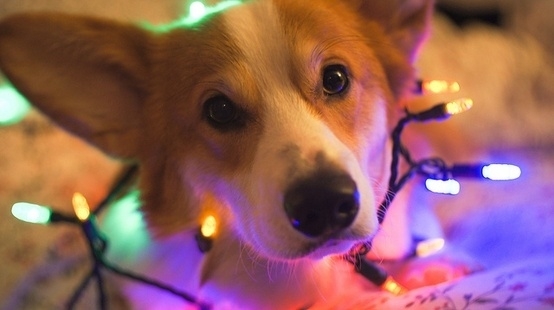 Dogs Who Love Christmas