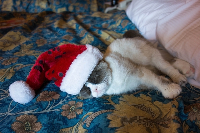 Grumpy Cat Does the Santa in NYC