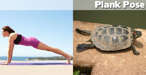 Yoga: Animals to Show You How It's Done!